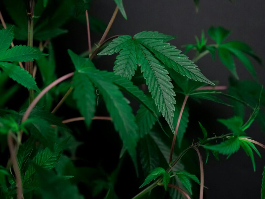 How to Grow Marijuana: A Beginner’s Guide Exploring the world of marijuana becomes an exciting experience when it comes to growing your very own plants. It becomes more than merely saving money or gaining control over the final strain result but rather a mystical green-thumb experience. Join us in the fascinating world of cannabis cultivation and discover a potential new hobby that can bring you closer to nature. Understanding the Basics of Cannabis Cultivation Essentially, there are two ways to start: Cannabis seeds Cannabis cloning Cannabis cloning involves taking cuttings from a mother plant to create a new one. This speeds up growth and ensures the new plant inherits the traits of the original. It has many advantages but can be a bit more challenging. Types of Cannabis Plants: Indica, Sativa, and Hybrids Every marijuana enthusiast is already familiar with the following types of cannabis plants, each with unique qualities and effects: Sativa are taller plants with narrower leaves. Their effect is more stimulating. Indica are shorter plants with broader leaves. Their effect is more calming. Hybrids combine Sativa and Indica in different ways to create a balanced experience. Preparing to Grow Marijuana With this 101 preparation, we’re all set to review the factors to contemplate while preparing for the growing process. Legal Considerations for Growing Marijuana in the US The states of Washington DC, Maryland, and Virginia have decriminalized not only the possession of marijuana but also its cultivation. The number of mature plants you can have in your residence varies in each case, so you should be informed before starting the process. If you want to know more about the situation in DC, check out our piece on smoking weed in DC. Choosing Between Indoor and Outdoor Growing Marijuana can grow both indoors and outdoors, with each method having pros and cons to bear in mind. Indoor Growing Outdoor Growing ✅ More control over environmental factors. ✅ More cost-effective, as it uses natural light. ✅ Privacy to manage the plants. ✅ Higher plant quality. ❌ It requires specialized equipment and higher energy consumption, making the process more expensive. ❌ Cultivation is more exposed and limited by the climate conditions. Selecting the Right Cannabis Strain Consider the desired effects when choosing the cannabis strain you want to grow. You may prefer to enjoy high potency with THC or therapeutic benefits with CBD strains. Also, consider the growing environment, the ideal climate, and the harvest time of each strain. Setting Up Your Growing Space You need to plan your growing space to provide the right conditions for your weed plant. Based on your method, let’s review the details on how to set up everything to make your plant flourish. Indoor Growing Setup Preparing a dedicated area with proper lighting is essential for indoor plant growth. Add HPS or LED grow lights and include a ventilation system for air circulation, a temperature and humidity control method, and a watering system with nutrient-rich water. Outdoor Growing Essentials Outdoor growing allows you to take advantage of natural sunlight and air, but you must also consider weather and pest control. This type of cultivation requires nutrient-rich soil, an irrigation system, and plant protection elements. Caring for Your Cannabis Plant Nutrient Requirements: They are the basic elements your plants need to grow, and each method needs its most effective set of nutrients. Watering and Feeding: During the different stages of the process, you will need to adjust the watering amount, the techniques used, and the feeding schedule. Managing Light and Temperature: Cannabis plants depend on light cycles for healthy development. Usually, these cycles consist of 18 hours of light in the vegetative state and 12 hours in the flowering state. The temperature also needs to be adjusted according to the stage of the process. Harvesting, Curing, and Storing Marijuana The following steps will guarantee you keep the potency and flavor of your plants during the final section of the cultivation process. When and How to Harvest Your Cannabis Plant As your plant grows, you’ll notice two signs that indicate their maturity: The fan leaves, which are the longer and fingered ones, will start fading. The trichomes, the hair-like or crystal-like structures on the leaves, go from clear to cloudy to an amber color. When this happens, it means good news! Your plant is ready to harvest. Once you notice your plant is ready, gather your scissors and gloves and start trimming it carefully. Remove the fan leaves and cut the buds from the branches. Properly Drying and Curing Marijuana Buds Use a cannabis drying rack or hang-dry your plant for one to two weeks. The precise time will depend on the strain you chose. Avoid direct light on the plant during the drying process. To see if your buds are ready, gently bend a small branch. If it snaps cleanly, your buds are adequately dried. Best Practices for Storing Marijuana The last step is to store your buds in an airtight container to preserve the plant’s quality as much as possible. Keep the containers at a humidity level of around 60% for a few weeks. Afterward, store your buds in a cool, dark place to prevent mold and mildew. Learn more about how to store cannabis with our guide. Embrace the Journey: Grow Your Own Premium Cannabis! Feel ready to start growing cannabis at home? We understand this is a complex process for beginners, so we are here to help. Check out our variety of weed products, including our THC flowers, and receive fast and safe delivery in DC, VA, and MD. Become a VIP member at Purple Penthouse for more offers and exclusive products!